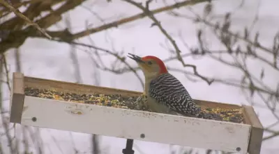 P.E.I. Birders Embrace Annual Christmas Count, Discovering Rare Species