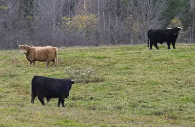 P.E.I. Study: Cow Manure Could Boost Soil Health, Cut Greenhouse Gases