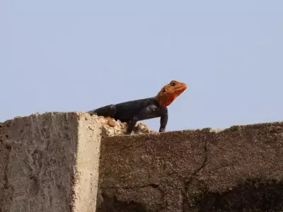 Rainbow Lizards Prefer Four-Cheese Pizza in Bizarre West African Study