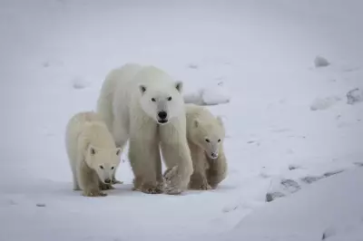 Rare Adoption: Polar Bear in Northern Manitoba Takes on Second Cub
