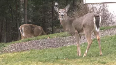 Southern New Brunswick Deer Populations Remain High, Impacting Communities