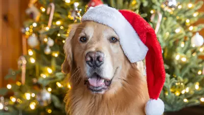 Survey Reveals Canadian Festive Preferences: Christmas Greetings & Holiday Foods