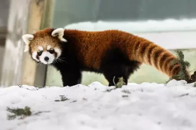 Toronto Zoo's Winter Strategy: Keeping Endangered Red Pandas Warm