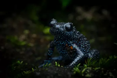 Unethical Photographers Threaten Rare Galaxy Frogs in India