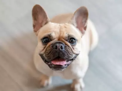 Vet's Warning: The Hidden Health Crisis of Flat-Faced Dogs in Canada