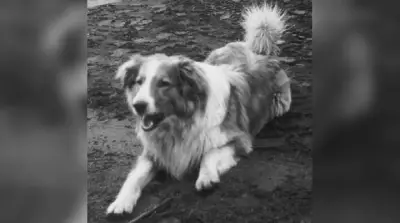 Whitey the Mascot: Fort Garry Horse Regiment Adopts Furry Canine Companion