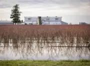 Abbotsford Flooding: All Evacuation Orders Lifted as Sumas River Threat Recedes