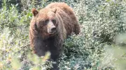 Alberta Considers Lifting 20-Year Grizzly Bear Hunting Ban