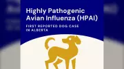Alberta Dog Dies from Avian Influenza, Confirms SPCA