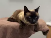 Amazon Driver Accused of Stealing Family Cat in California