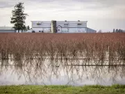 B.C. Urges Ottawa to Fund Flood Plan as Fraser Valley Faces Repeated Deluge
