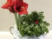 Brighten Winter Days with Amaryllis: A Canadian Gardener's Guide