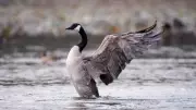 Canada Goose in Tottenham Tests Positive for Avian Influenza
