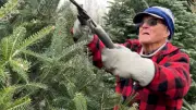Centenarian Christmas Tree Farmer Pud Johnson Still Working at 100