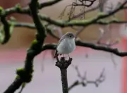 First Sighting in Canada: Rare Taiga Flycatcher Draws Crowds to Vancouver Park