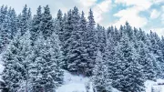 Get a Free Christmas Tree in Alberta: Crown Land Permits Allow 3 Trees