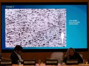 Massive Dinosaur Footprint Discovery in Italian Alps Reveals Ancient Herd Behavior