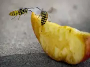 Montreal Gazette's Top Photos of 2025: The Stories Behind the Lens