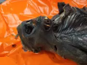 Mummified Monkeys, Infested Beans Seized at Chicago O'Hare from Congo Passenger