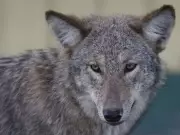 Ottawa Coyote Sightings Dip in 2025: City Reports 607 Incidents