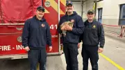 Ottawa Firefighters Rescue Cat Snickers Trapped in Car Dashboard on Christmas Eve