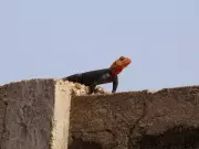 Rainbow Lizards Prefer Four-Cheese Pizza in Bizarre West African Study