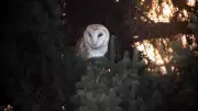 Rare Barn Owl Spotted in South Calgary, Photographer Captures 'Insane' Sighting