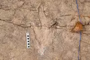 Scientists Document Over 16,000 Dinosaur Footprints in Bolivia's Massive Tracksite