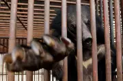 South Korea to End Bear Bile Farming and Breeding by 2025