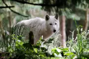 Swedish Court Halts Planned Wolf Cull, A Win for Conservationists