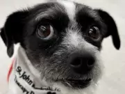 Tilley the Therapy Dog: A Tiny Terrier's Big Impact at Toronto's Variety Village