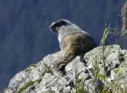 Vancouver Island Marmot Population Reaches 427, Marking Conservation Milestone