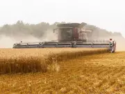 Wheat Prices Surge for Fifth Day Amid Black Sea Conflict and U.S. Weather Risks