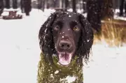 Winter Pet Safety: Expert Tips to Protect Your Animals in Cold Weather