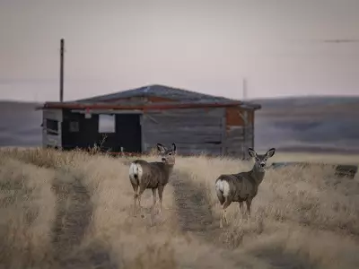 A Brown Alberta January: Chinook Weather Brings Unseasonal Warmth