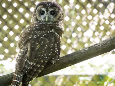 B.C.'s Biodiversity Protection Gap Leaves 48 Federally Endangered Species Unprotected