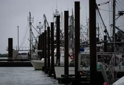 B.C.'s Charity Herring Sale Returns After Sea Lion Feast