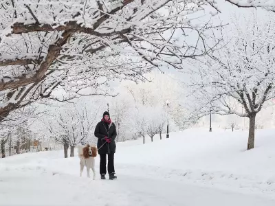 Calgary's Frosty Blanket: How Hoarfrost and Rime Ice Protect Trees in Winter
