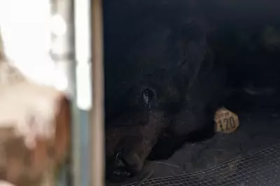 California Homeowner Discovers Black Bear Living Under His House in Altadena