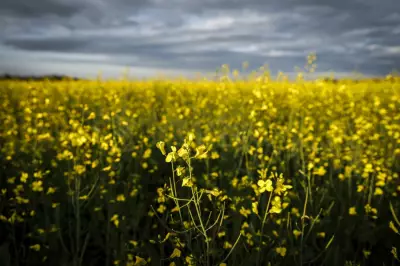 Canadian Farmers Pin Hopes on Carney's Beijing Visit to Resolve Canola Tariffs