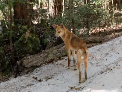 Canadian Teen Found Dead on Australian Island, Body Surrounded by Dingoes