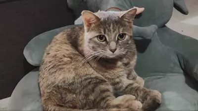 Charges Dropped in Toronto Cat Killing Case, Owner 'Stunned' by Court Decision