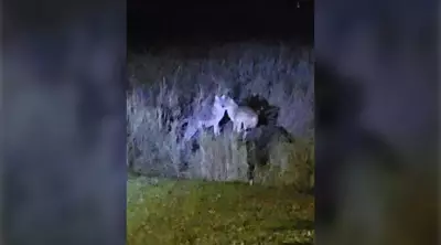 Coyote Encounters Spike in Timmins: Officials Warn Residents to Protect Pets