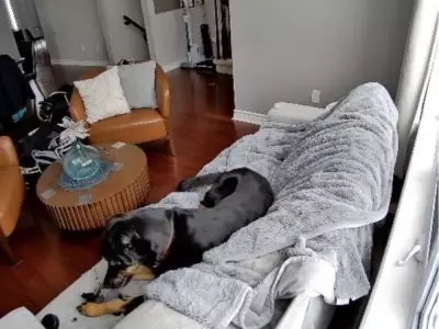 Dog's Chewing on Battery-Powered Hand Warmer Sparks Orléans House Fire