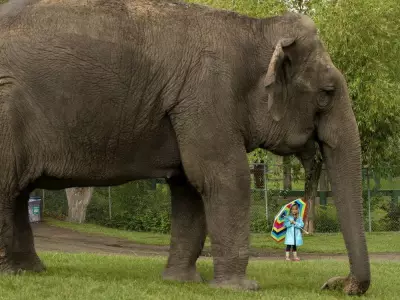 Edmonton's Lucy the Elephant, 50, Gets Clean Bill of Health in 2025 Checkup