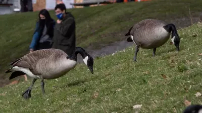 Effective Strategies to Deter Canada Geese from Nesting on Your Property