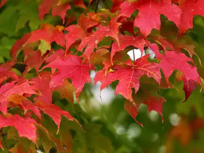 Expert Advice: When and How to Prune Your Maple Tree for Optimal Growth