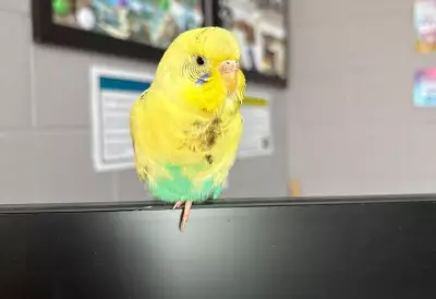 Lost Budgie Finds Refuge in Wasaga Beach Kindergarten Classroom