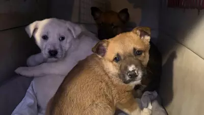 Nearly 100 Dogs and Cats Rescued from Remote Northern Ontario Communities