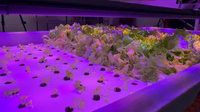 NorQuest College's Greenhouse Business Program in Edmonton Sees High Demand with Waiting List